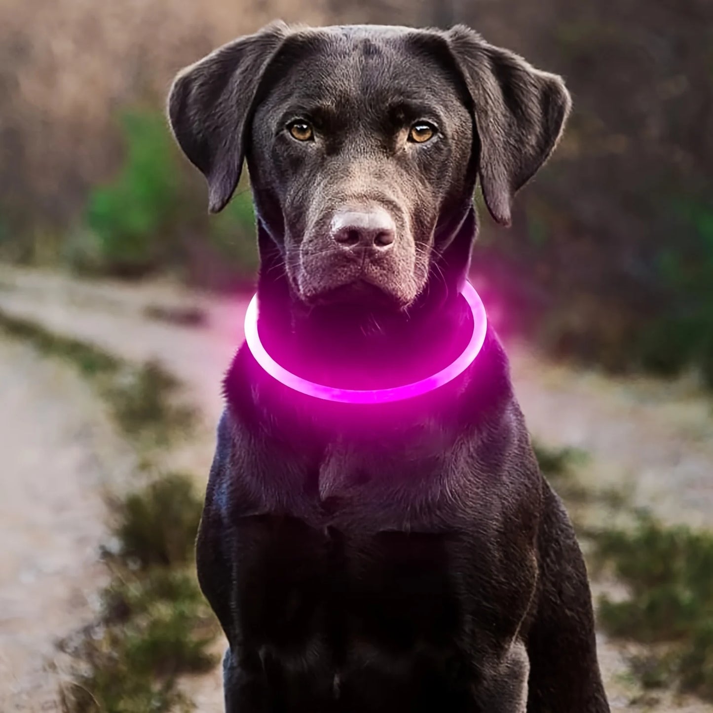 LED Light Collar Luminous Anti-Lost Dog Collar USB Rechargeable Dog  Collar